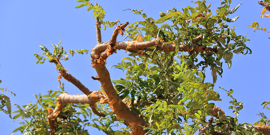 Boswellia serrata (Indian frankincense) tree