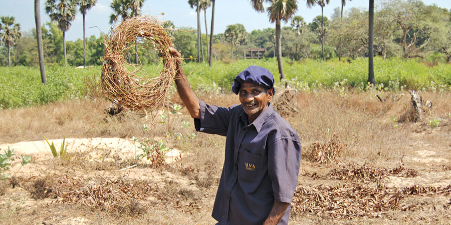 Harvesting punarnava in India