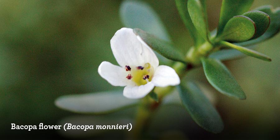 bacopa flower