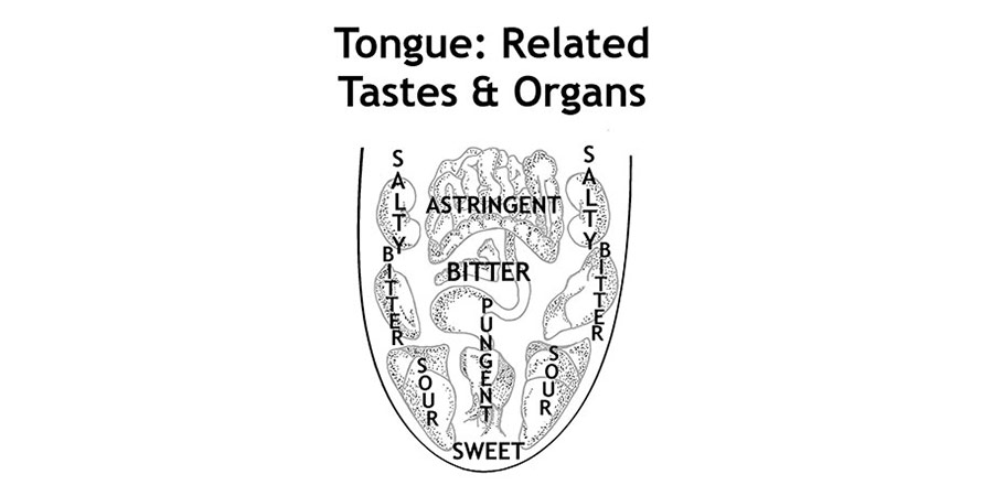 Dr. Vasant Lad's tongue illustration