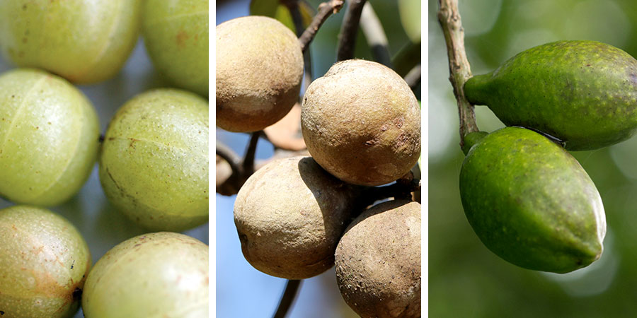 The 3 Fruits in Triphala